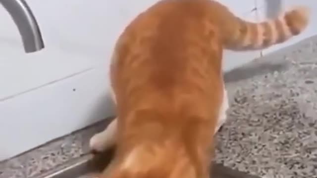 Top cute and funny cat videos #1