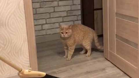 FUNNY ANIMALS, funny cat