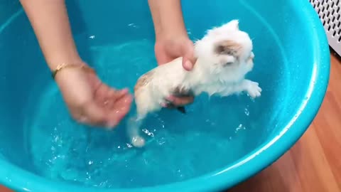 Kitten enjoys first bath!