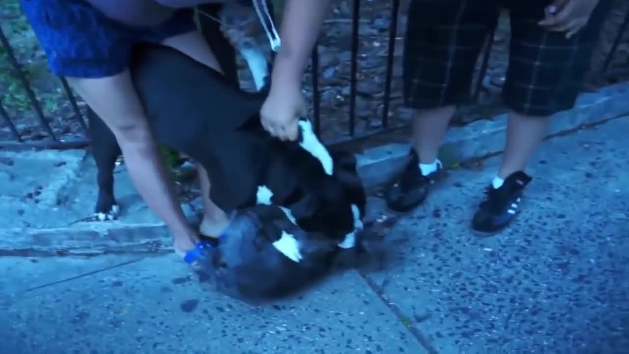 Pitbull attack Dogs - compilation 2014\ # Pitbull_Attack Dogs