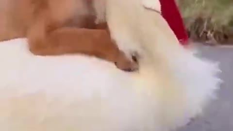Puppy riding in chicken 🐔🐔