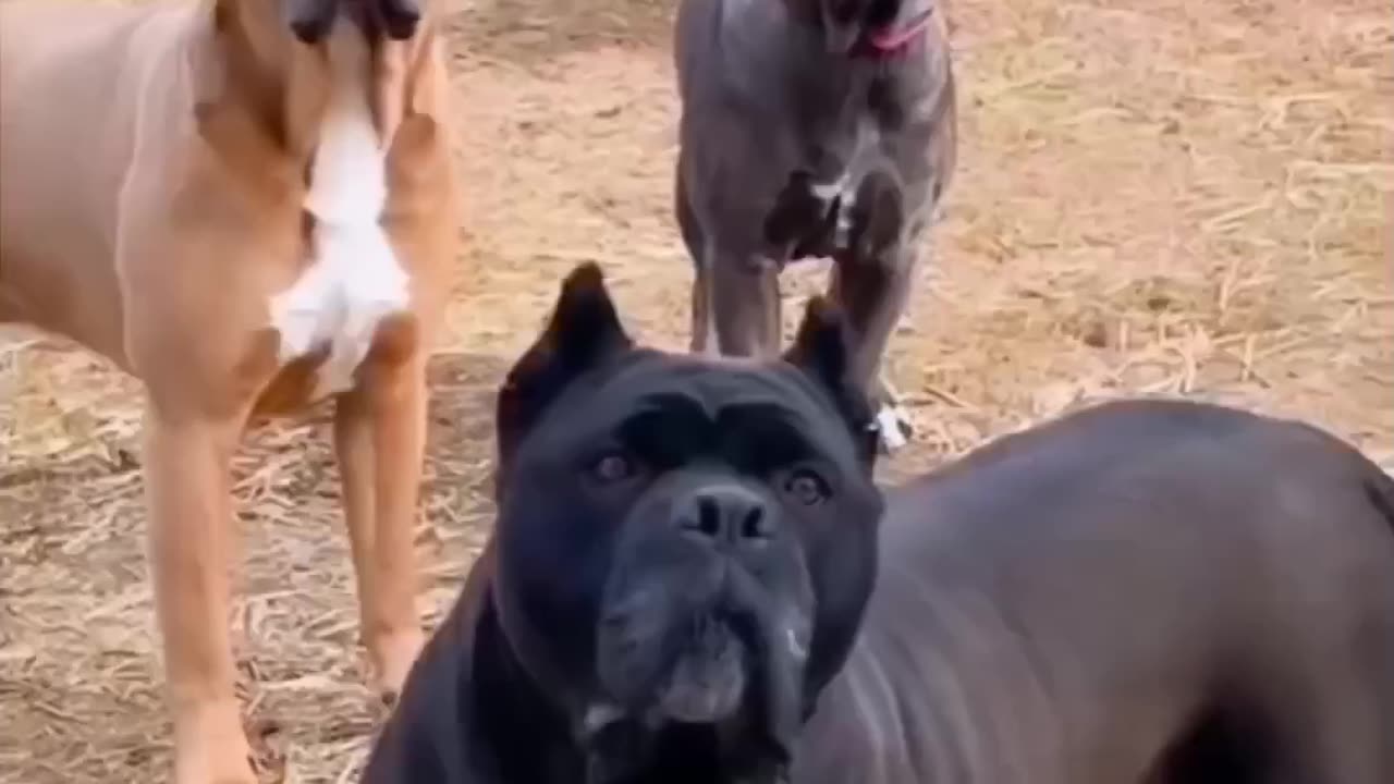 Which alone all dog s