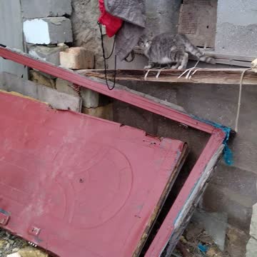 Удивлённый кот