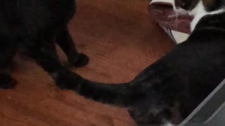 Big Trouble in Little Kitty Town