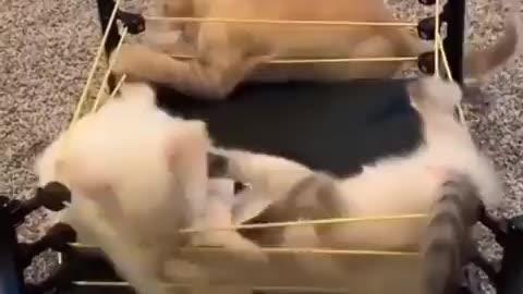 WWE Cat in Ring