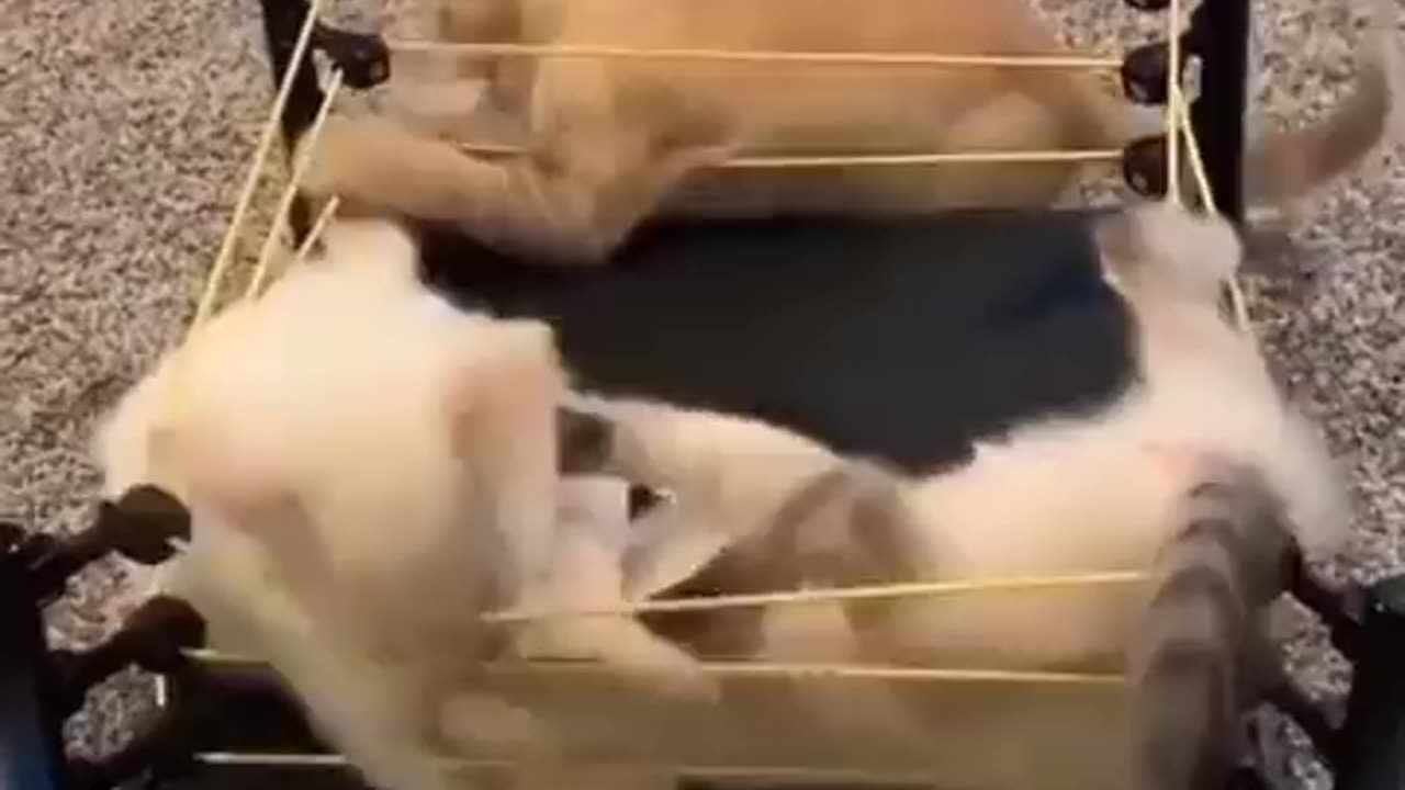 WWE Cat in Ring