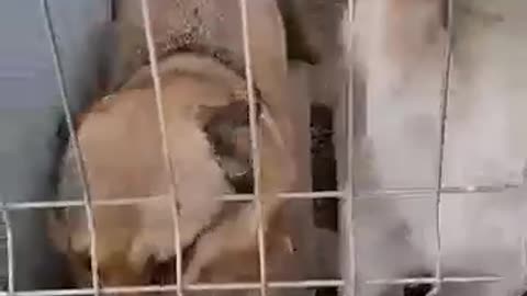 a dog struggling to get out of its crate