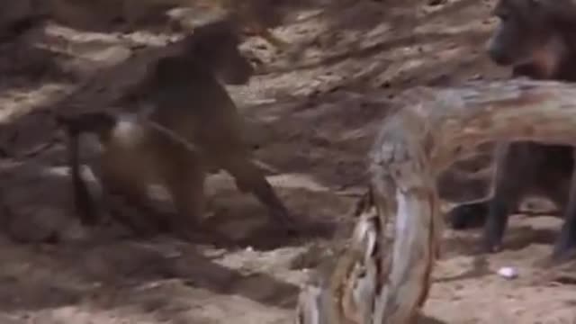 funny moments-animals eat marula fruit