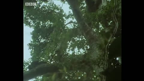 Chimps Set Up an Ambush for Monkeys | Trials Of Life | BBC Earth