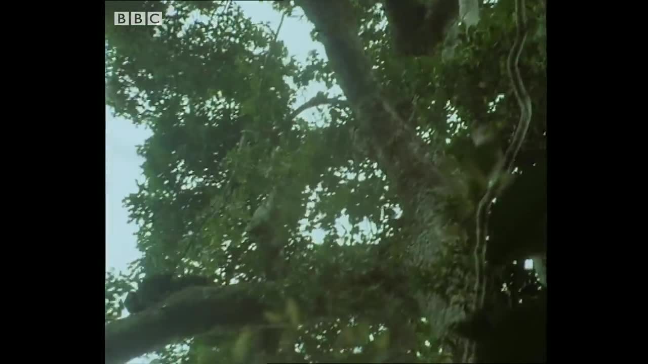 Chimps Set Up an Ambush for Monkeys | Trials Of Life | BBC Earth