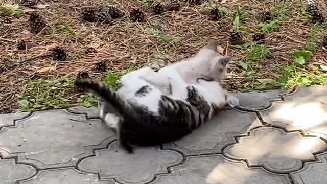 cute cats