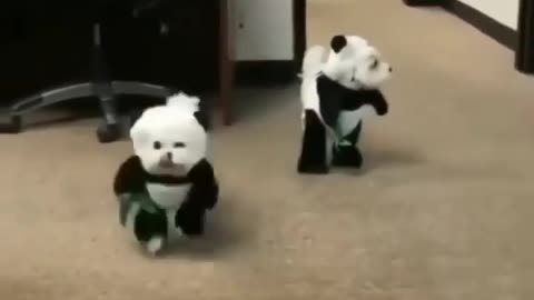 Hilarious reaction dogs dress like panda