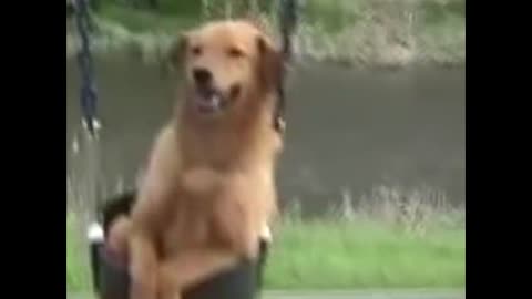 dog grips 2
