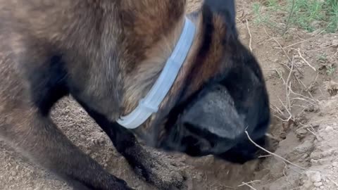 Dog Chomps Delicious Dirt