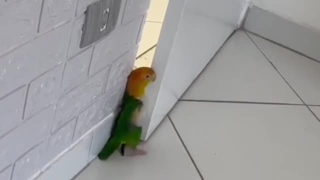 Funny parrot 🐦🐦🐦 . it's tiny space.so cute, sooo funny😅😅😅