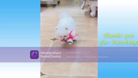 cute puppy with his new shoes