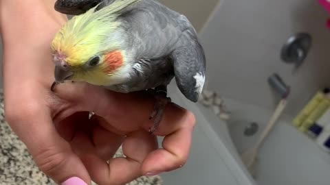 Fingers Make a Great Bird Swing