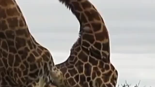 Let's dance together