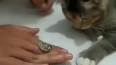 Cat's are smart. Don't believe me. Watch this.