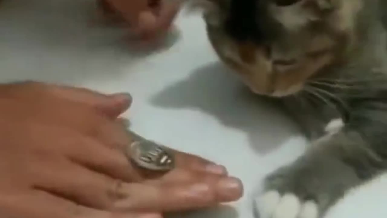 Cat's are smart. Don't believe me. Watch this.