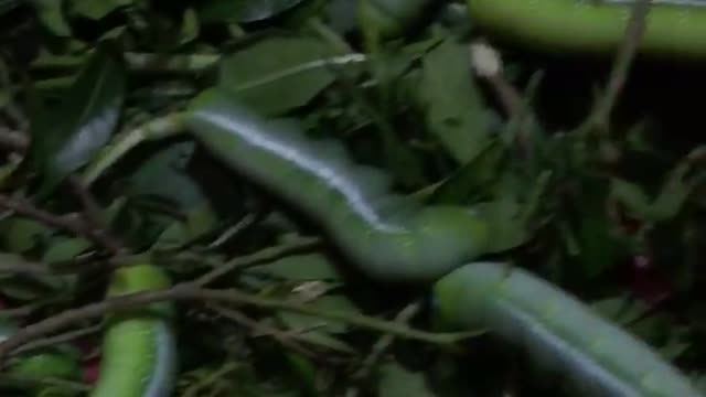 A huge green worms were caught in Amazon jungle