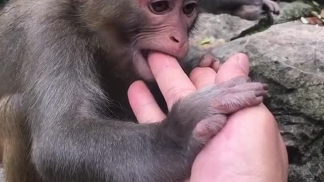 Little monkey licks hands