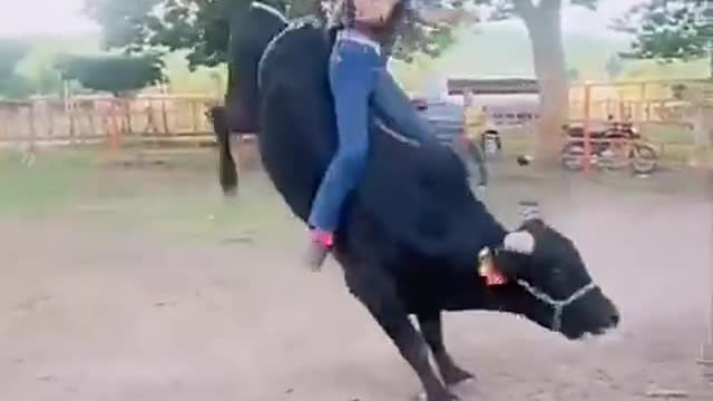 How to sit on the bull