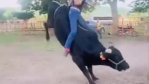 How to sit on the bull