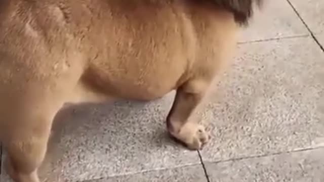 Funny dog video