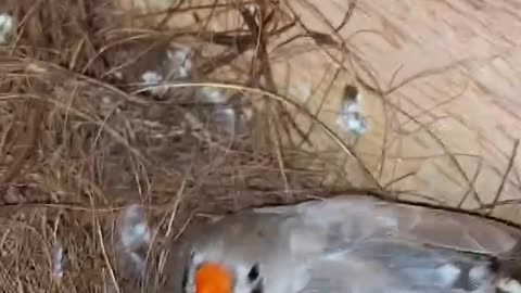 finch with 4 egg.