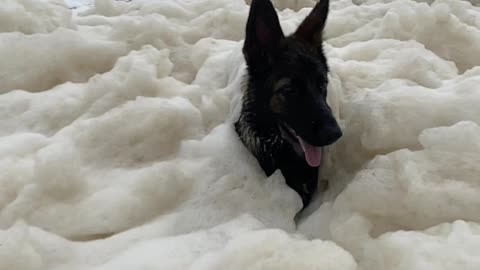 Dog Engulfed in Sea Foam