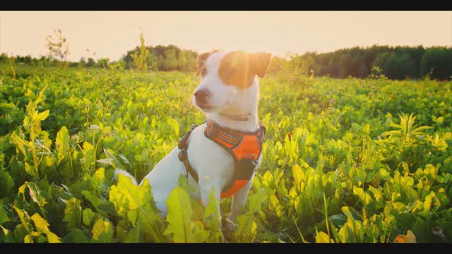 Morning time walking playground love natural dogs