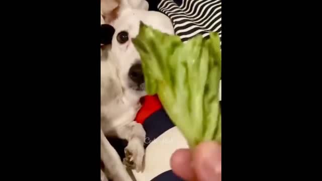 Most funny cat and dog video