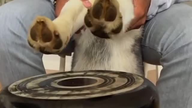 teaching dog to play the drums