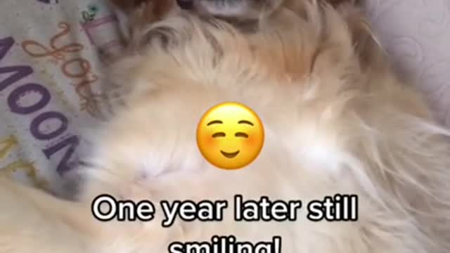 "I'm really a happy dog 😬 and funny dogs