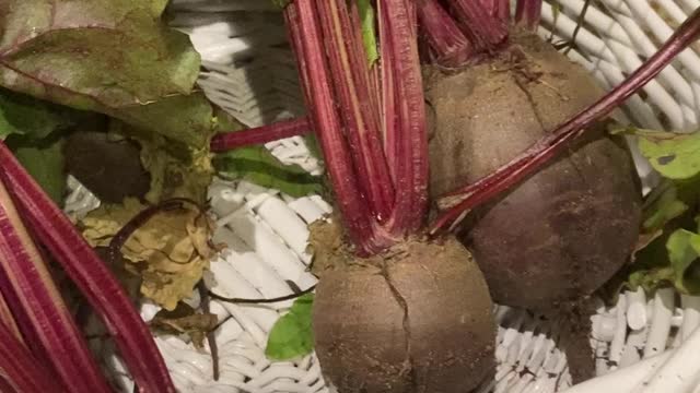 Are you ready for Beets? Go Go Garden