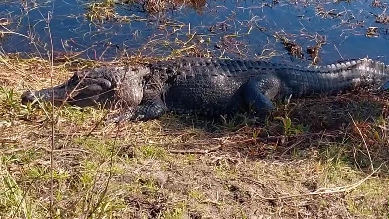 Big Old Gator at Circle B Bar Reserve today