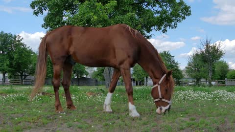 Beautiful horse grazing and walking on the meadow