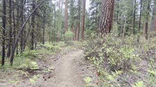 Returning Down the Lower Section of Deschutes National Forest – Black Butte Trail – 4K