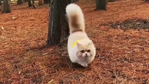 Cute Cat Roaming In The Jungle...!!!