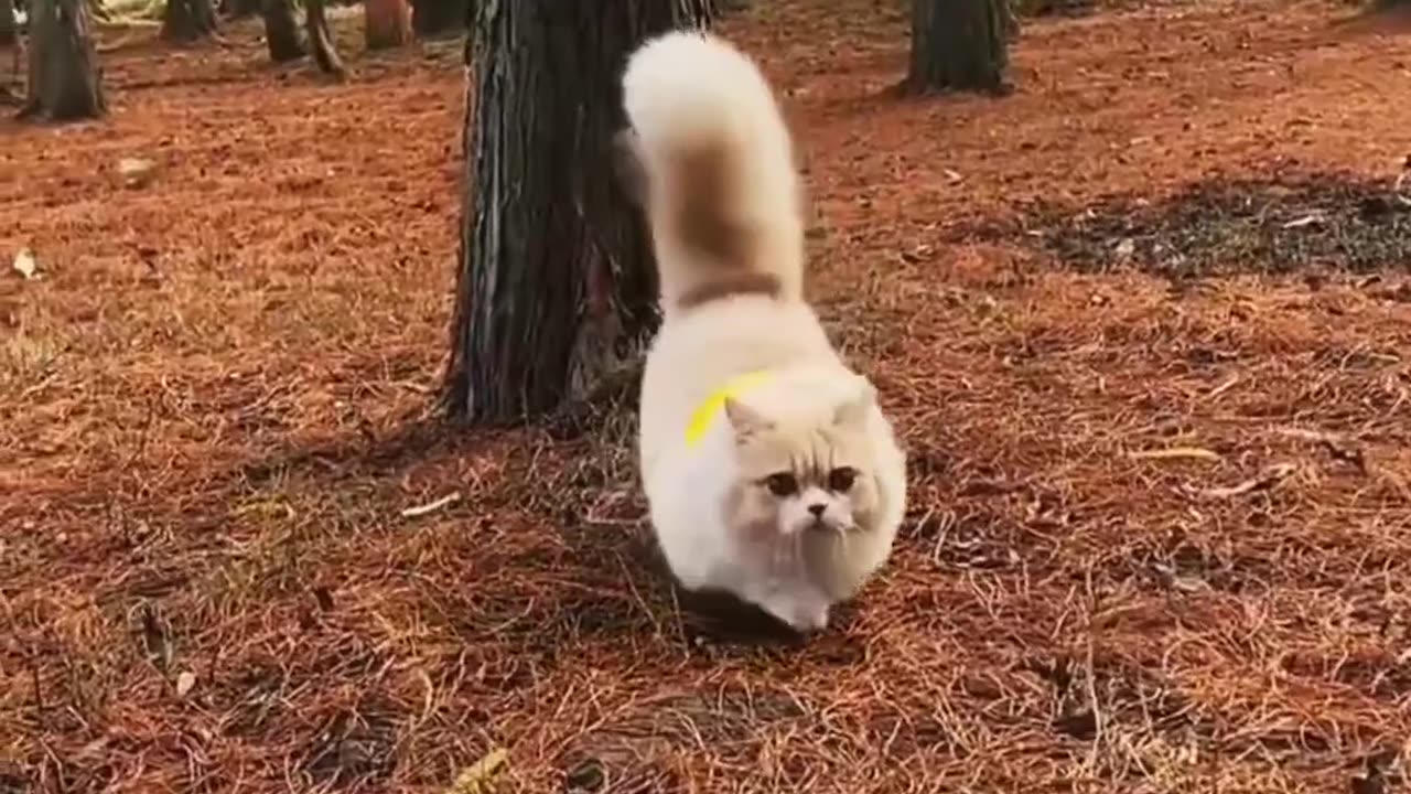 Cute Cat Roaming In The Jungle...!!!