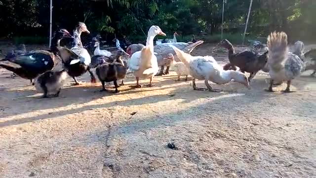 Geese group fights for freedom