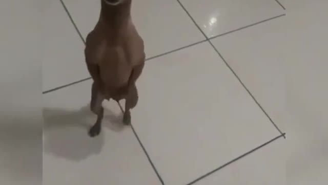 Cachorro dançando