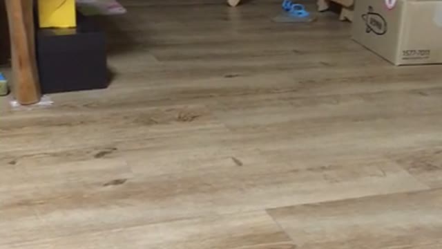 Playing with cat candy