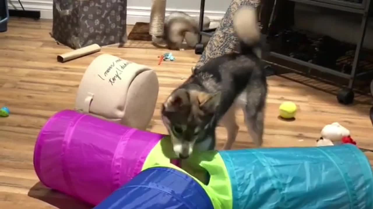 Ferret in Front Of The Dog in The Play Room