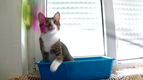 How to Play in a Basin on the Window Sill