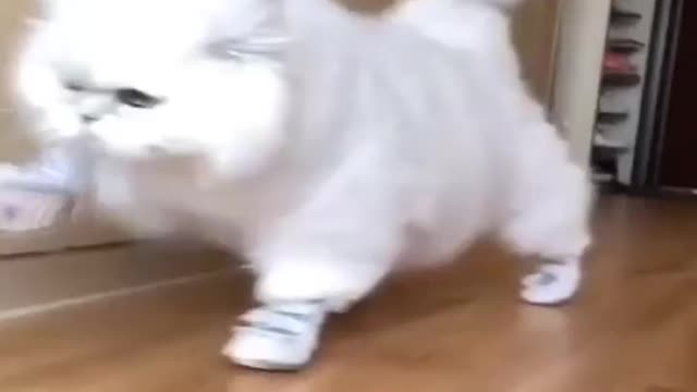 CAT WALKING IN FUNNY WAY.TRAIN YOUR CAT AT HOME.