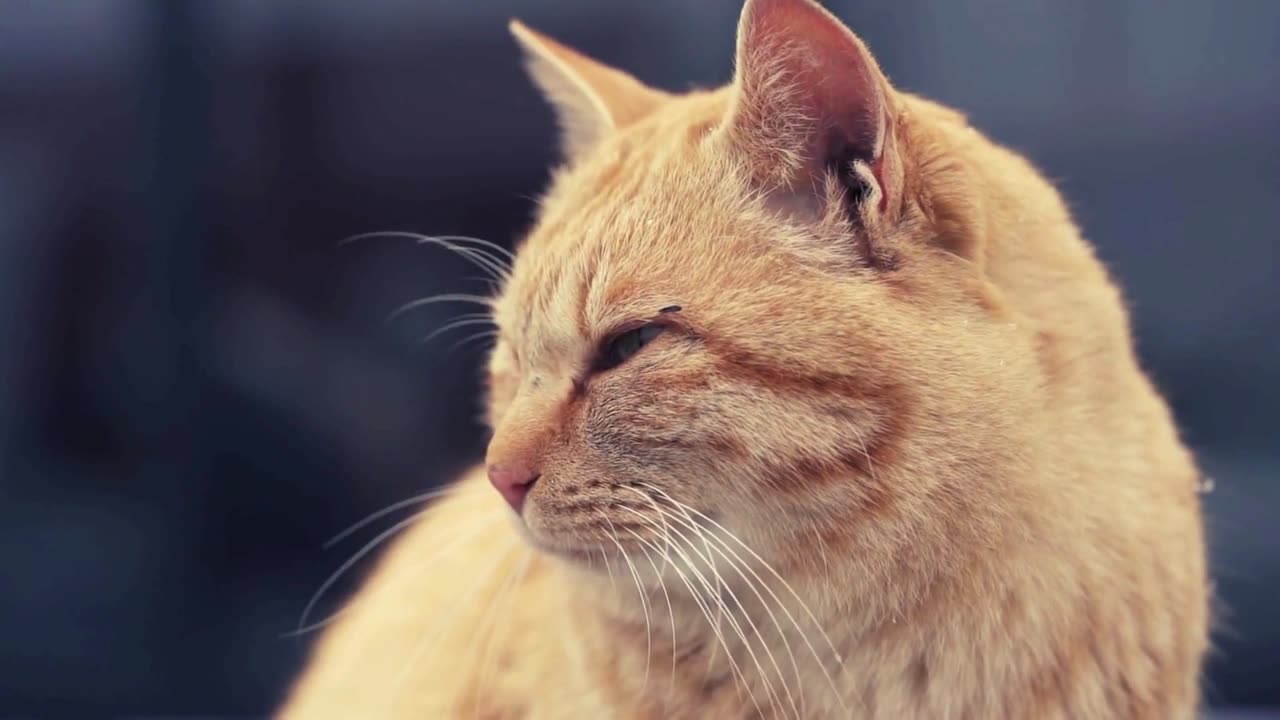 Whisker-ific Wonders: Cute Cat Antics!