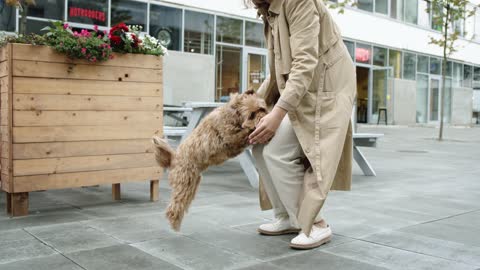 Canine Jumping Towards Her Master