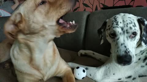 Dog soccer
